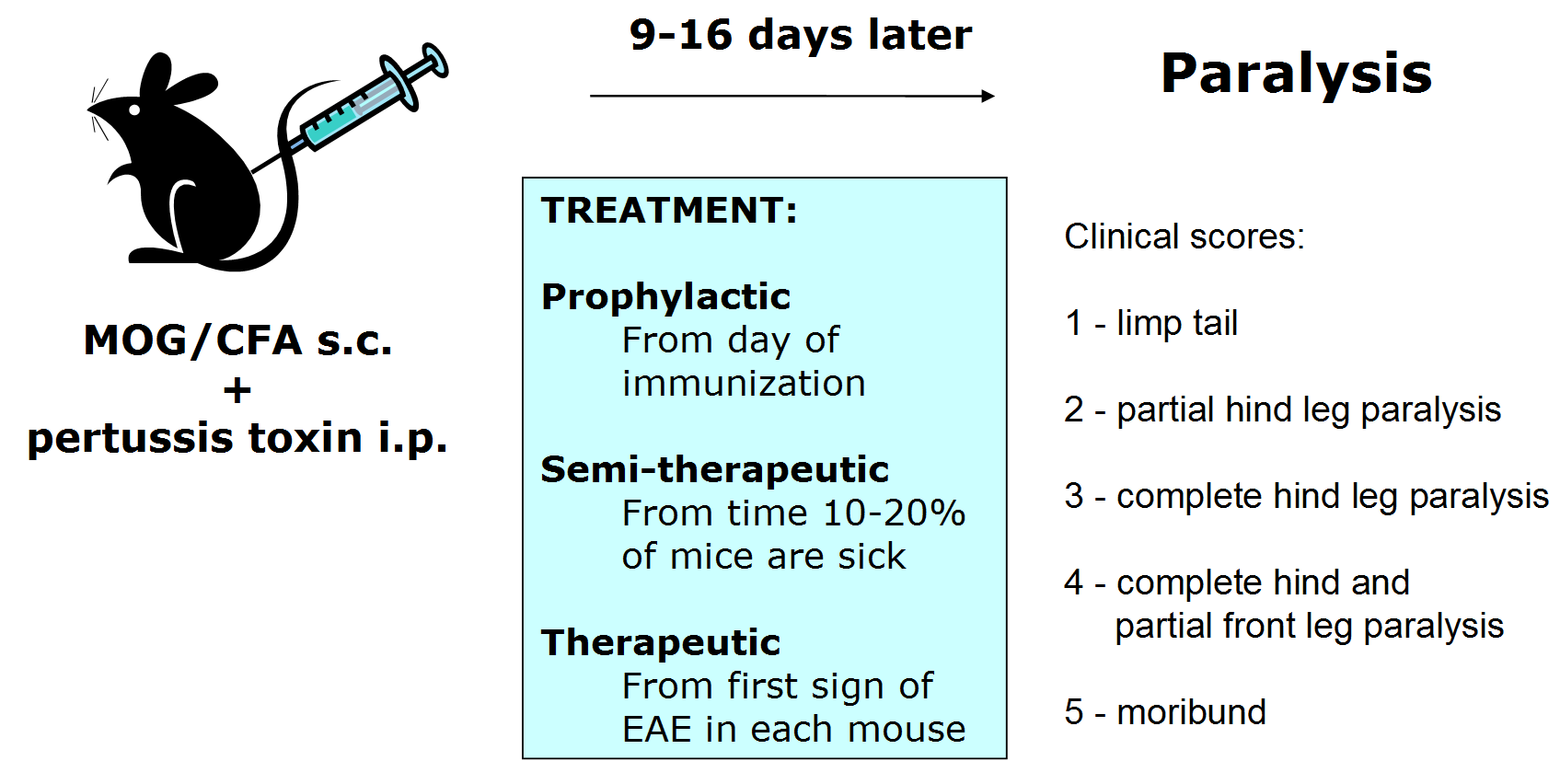 Direct EAE induction in C57BL/6 mice