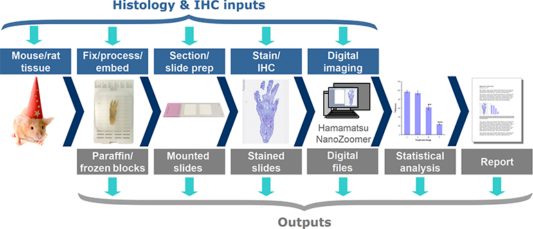 Histology entry and exit points